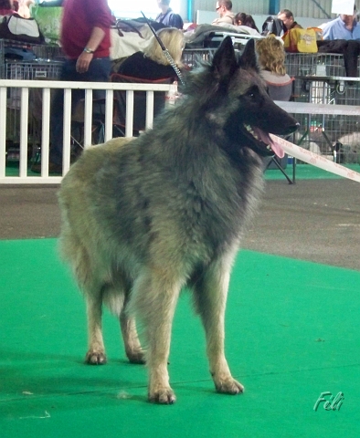 n°97 Dolwen de condivicnum 5428.JPG